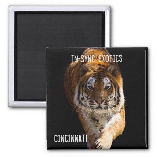 Cincinnati Tiger _ Magnet