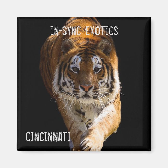 Cincinnati Tiger - Magnet (Front)