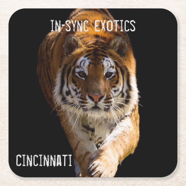 Cincinnati Tiger - Square Paper Coaster (Front)