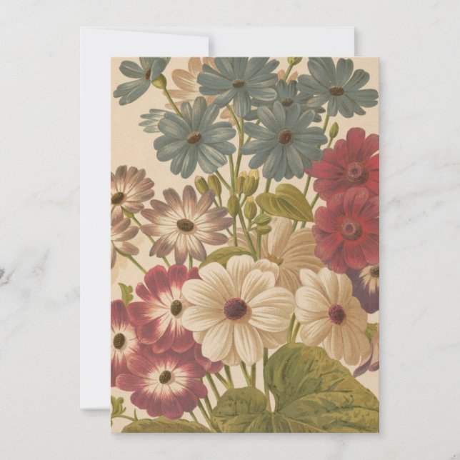 Cineraria | George Nicholson (Front)