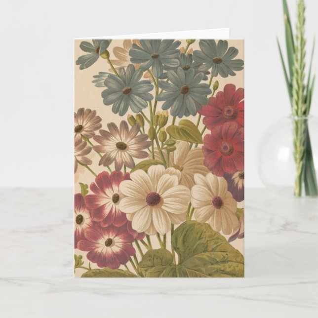 Cineraria | George Nicholson Card (Front)