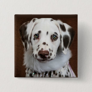 Cinnabon Dalmatian Button