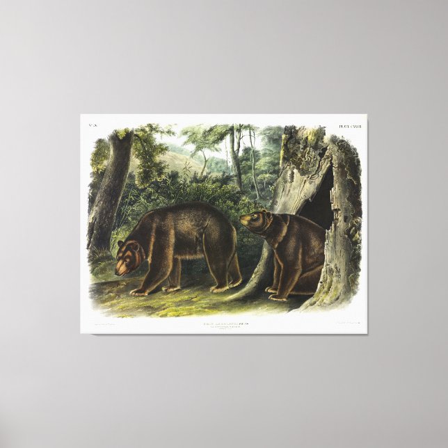 Cinnamon Bear from Audubon's Quadrupeds Canvas Print (Front)