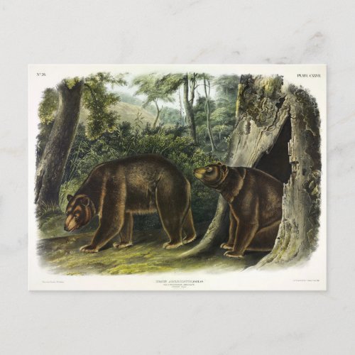 Cinnamon Bear from Audubons Quadrupeds Postcard