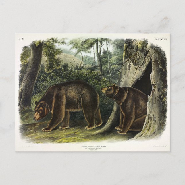 Cinnamon Bear from Audubon's Quadrupeds Postcard (Front)