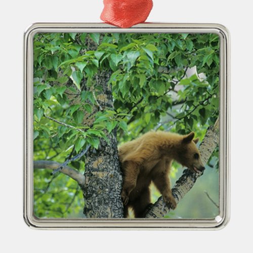 Cinnamon colored black bear in aspen tree in metal ornament
