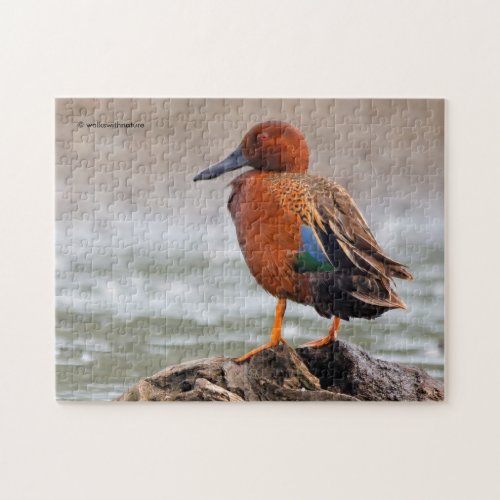 Cinnamon Teal Drake Looks Back Jigsaw Puzzle