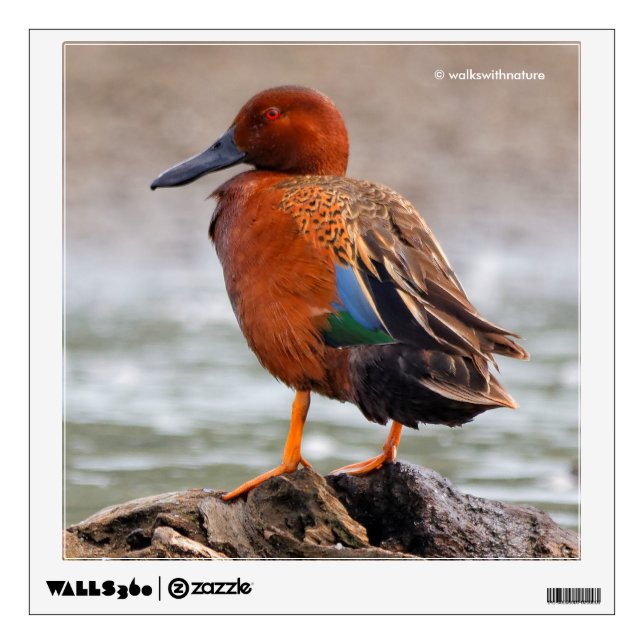 Cinnamon Teal Drake Looks Back Wall Sticker (Front)