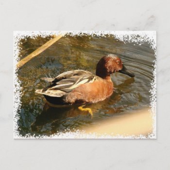 Cinnamon Teal Duck Postcard by farmer77 at Zazzle