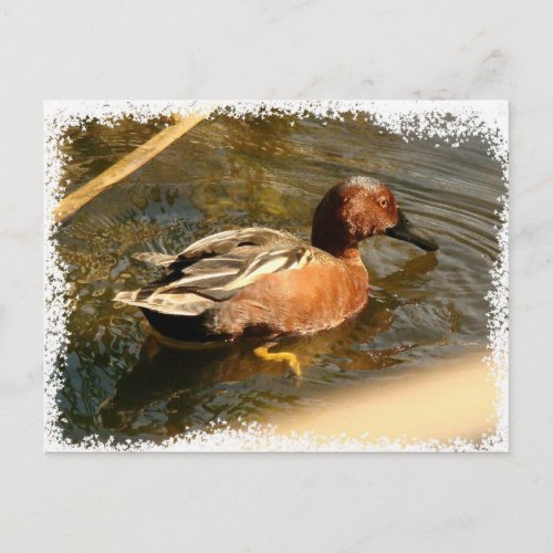 Cinnamon Teal Duck Postcard