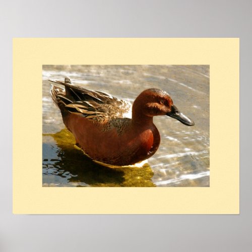 Cinnamon Teal Duck Print