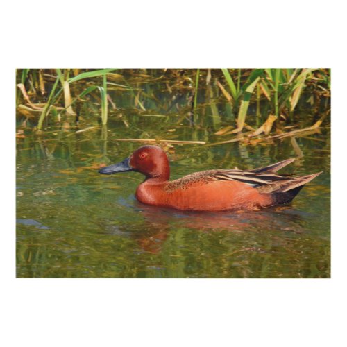 Cinnamon Teal Male Swimming Ridgefield Wood Wall Decor