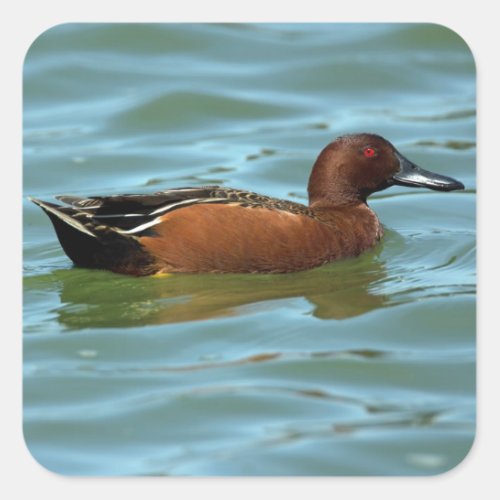 Cinnamon Teal Square Sticker