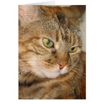 Cinnamon The Cat by DonnaGrayson_Photos at Zazzle