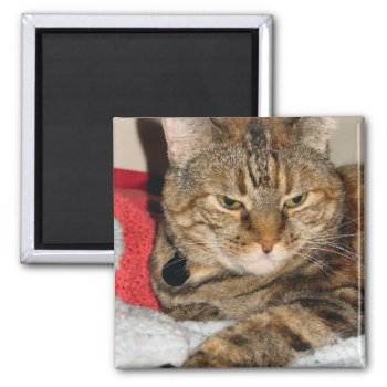 Cinnamon The Cat Magnet by DonnaGrayson_Photos at Zazzle