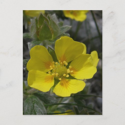 Cinquefoil Blossom Unalaska Island Postcard