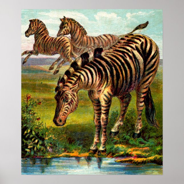 circa 1900 zebras print (Front)
