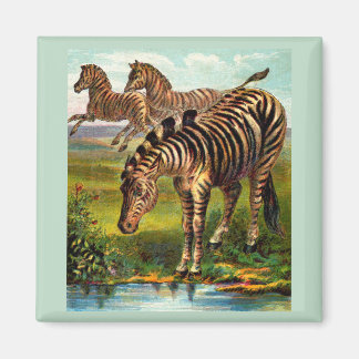 circa 1900 zebras print magnet