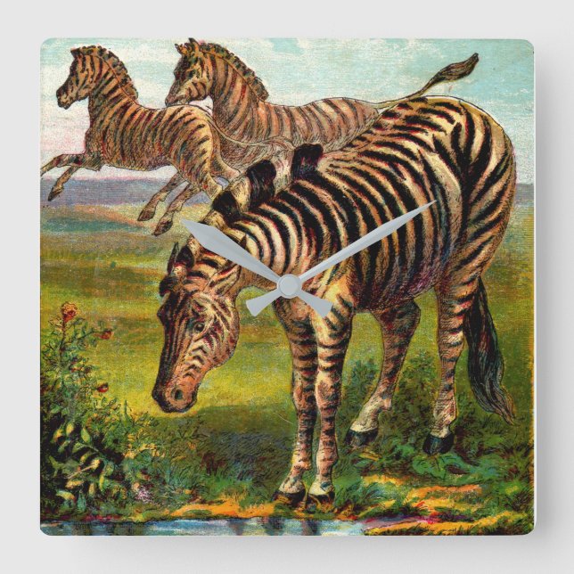 circa 1900 zebras print square wall clock (Front)