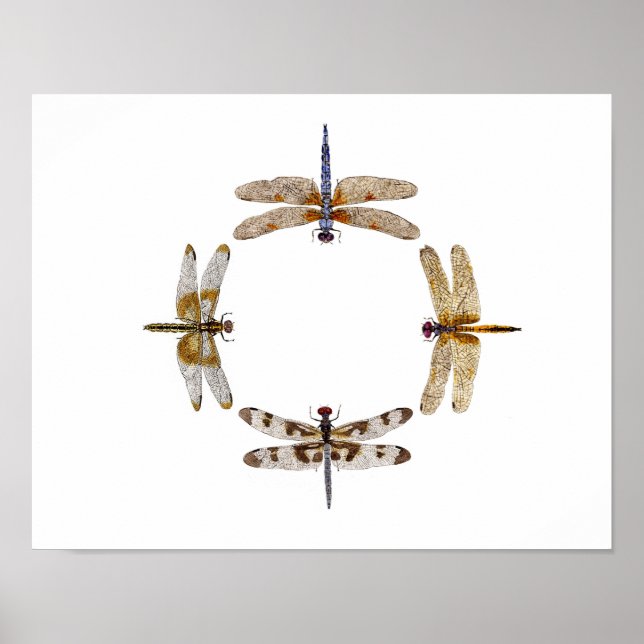 Circle Of Dragonflies Poster III (Front)