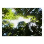 Circle of Redwood Trees at Redwood National Park