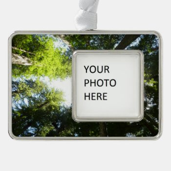 Circle Of Redwood Trees At Redwood National Park Christmas Ornament by mlewallpapers at Zazzle