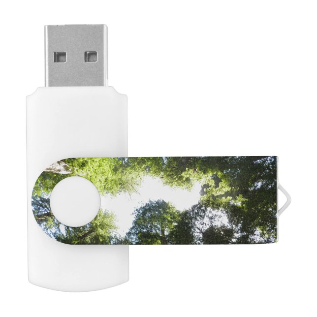 Circle of Redwood Trees at Redwood National Park Flash Drive (Opened)