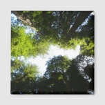 Circle of Redwood Trees at Redwood National Park Magnet