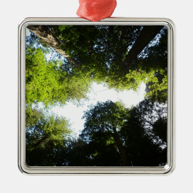 Circle of Redwood Trees at Redwood National Park Metal Ornament (Front)