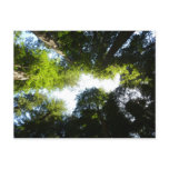 Circle of Redwood Trees at Redwood National Park Postcard