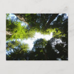 Circle of Redwood Trees at Redwood National Park Postcard