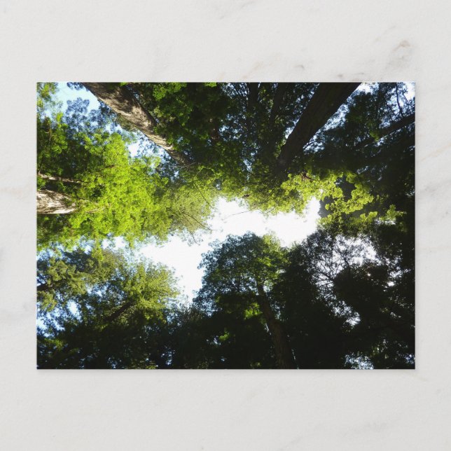Circle of Redwood Trees at Redwood National Park Postcard (Front)