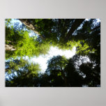 Circle of Redwood Trees at Redwood National Park Poster