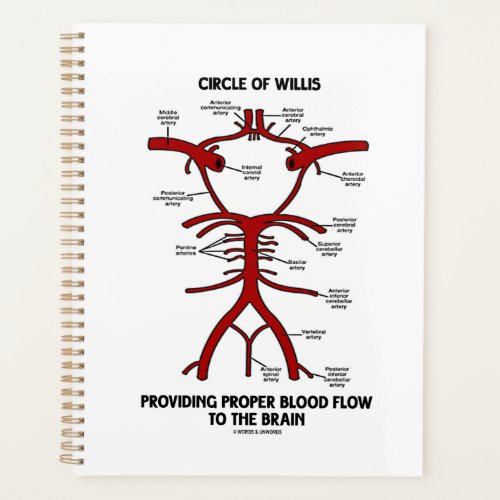 Circle Of Willis Providing Proper Blood Flow Brain Planner
