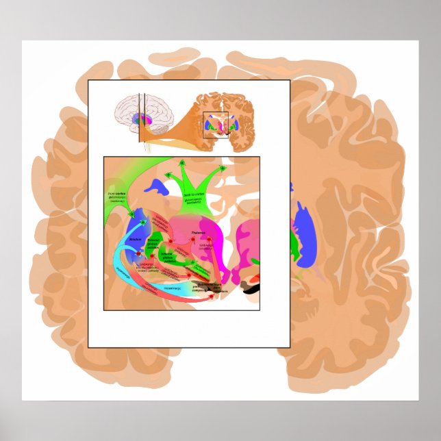 Circuits of Basal Ganglia Part of the Brain Chart (Front)