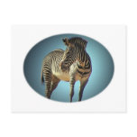 Circular Zebra Postcard