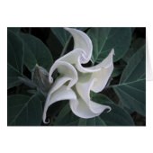 Circulation (Front Horizontal)