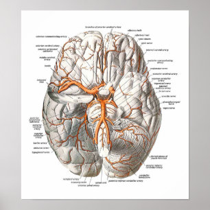 Circulation of the Brain Poster