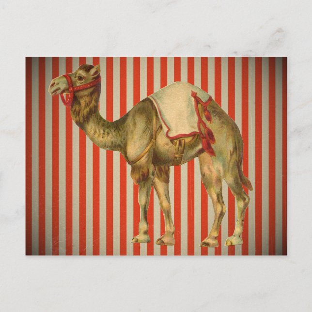CIRCUS CAMEL VINTAGE POSTCARD (Front)