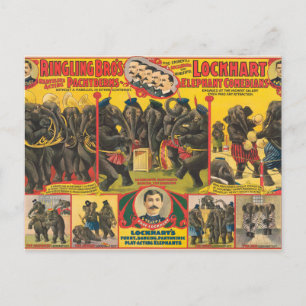Circus Poster Of Elephants Performing Postcard