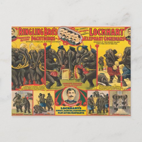 Circus Poster Of Elephants Performing Postcard