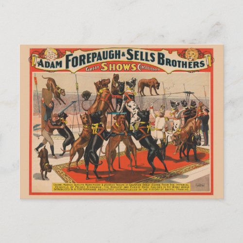 Circus Poster Of Great Danes With Trainer Postcard