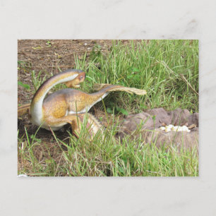 Citipati - Dinosaur - Learning Card