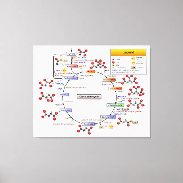 Citric Acid Cycle, TCA Cycle, Krebs Cycle Diagram Canvas Print | Zazzle