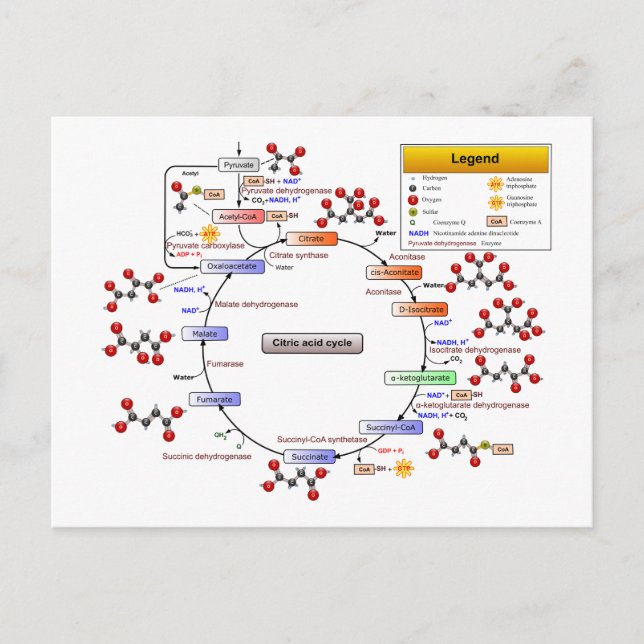 Citric Acid Cycle, TCA Cycle, Krebs Cycle Diagram Postcard (Front)
