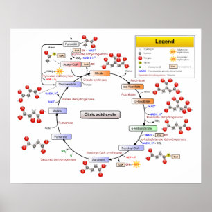 Citric Acid Cycle Tricarboxylic Acid and Aconitate Poster