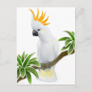 Citron Crested Cockatoo Postcard