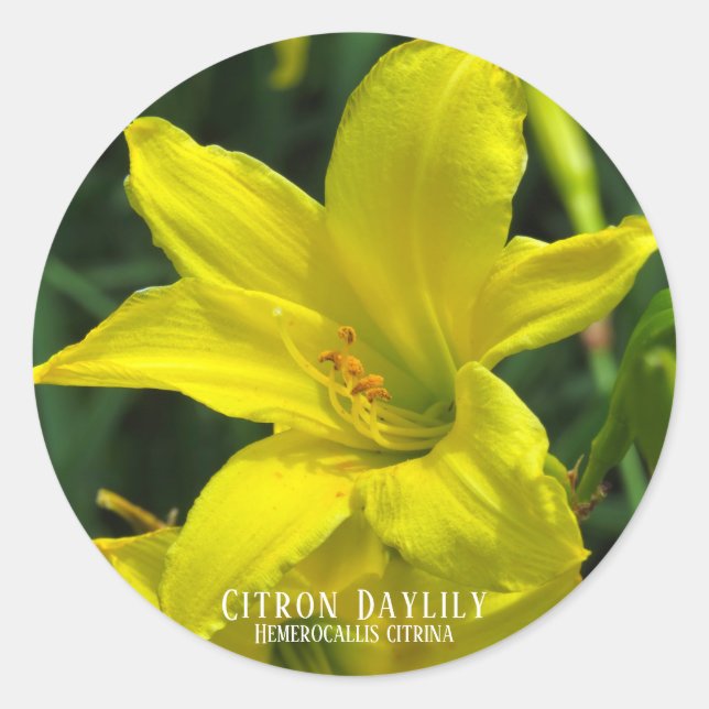 Citron Daylily Classic Round Sticker (Front)