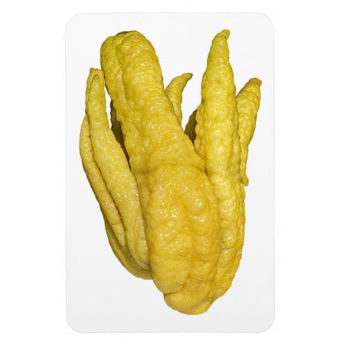 Citron Fruit Photo Magnet