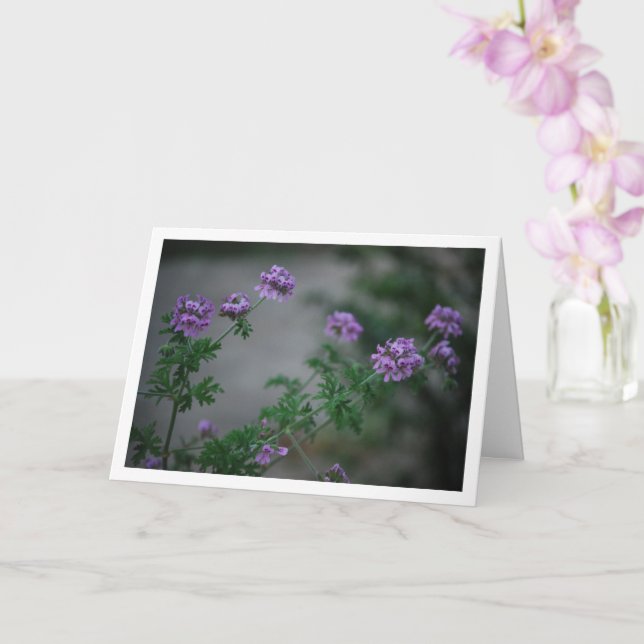 Citronella Plant with Floral Portrait Card (Orchid)